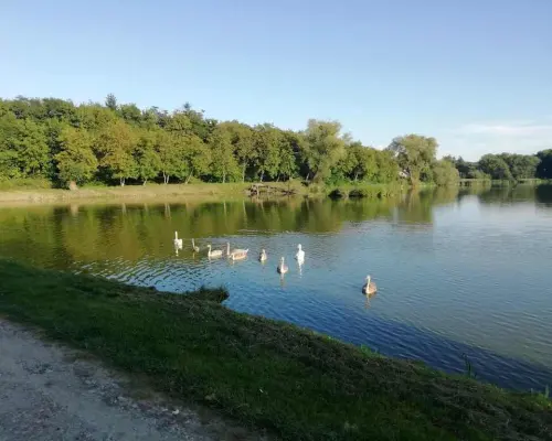 Działka o pow. 4,6 ha w Klementowicach gm. Kurów.