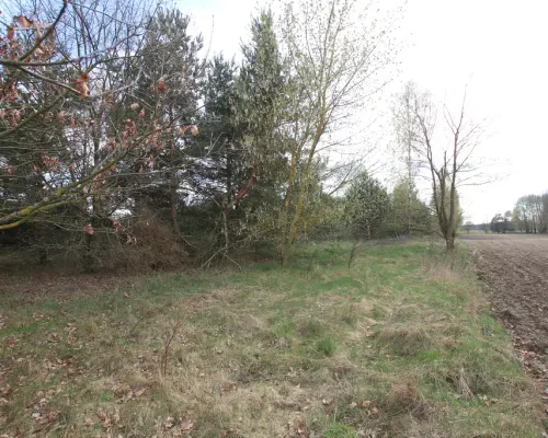 Duża działka 0,6 ha rolno budowlana Wola Lisowska