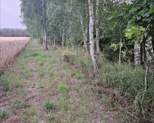 Działka rolno-budowlana 1,52 ha Dąbrowa gm. Ludwin