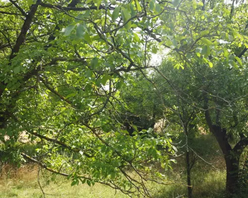 Działka 1,13 ha (starodrzew) 1,5 godz. od Warszawy