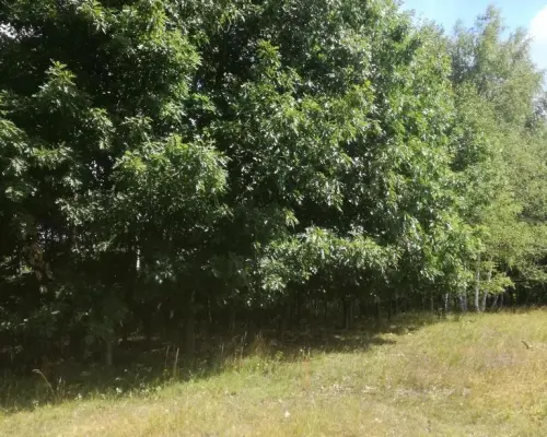 Kolonia Garbatówka, działka rolna, 3,18 ha!!