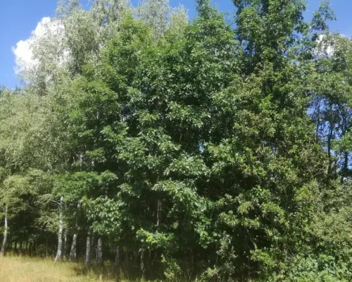 Kolonia Garbatówka, działka rolna, 3,18 ha!!