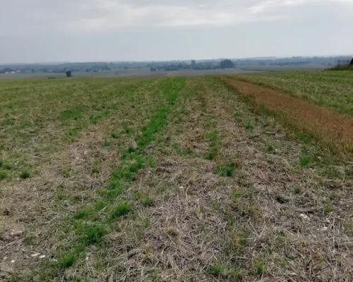 Działka inwestycyjna 4,5 ha bezpośrednio przy S12