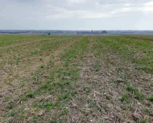 Działka inwestycyjna 4,5 ha bezpośrednio przy S12