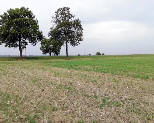 Działka inwestycyjna 4,5 ha bezpośrednio przy S12