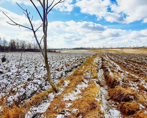 Działka budowlana Płouszowice Kolonia - 35ar