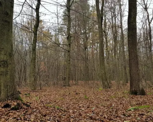 Przepiękny las w miejscowości Samoklęski