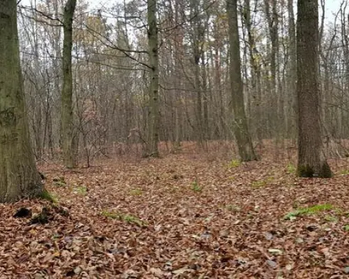 Przepiękny las w miejscowości Samoklęski