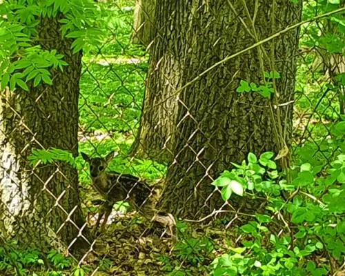 Działka, Zemborzyce Tereszyńskie, 57 ar