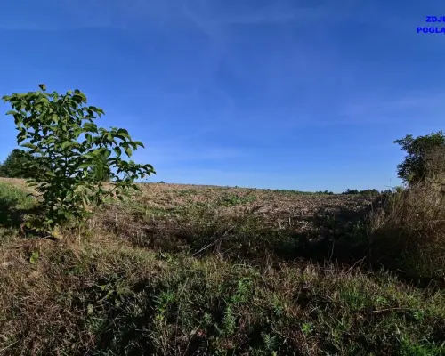 Piotrowice - działka 20 arów w doskonałej cenie!