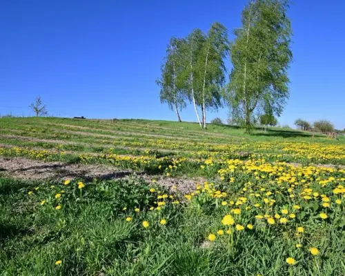 Karczmiska I 12 km od Kazimierza Dolnego