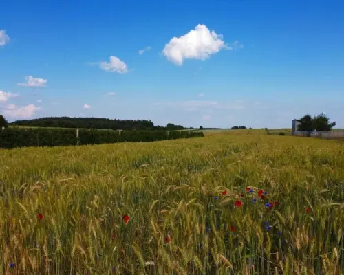 Borów Kol. Duża działka z możliwością uzyskania WZ