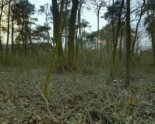 Kocianów - działka leśna - 33 ar