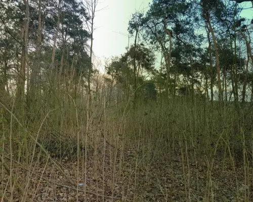 Kocianów - działka leśna - 33 ar