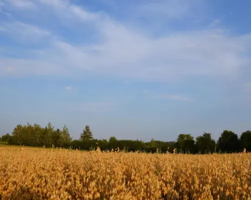 Działka rolna jako inwestycja Marysin!