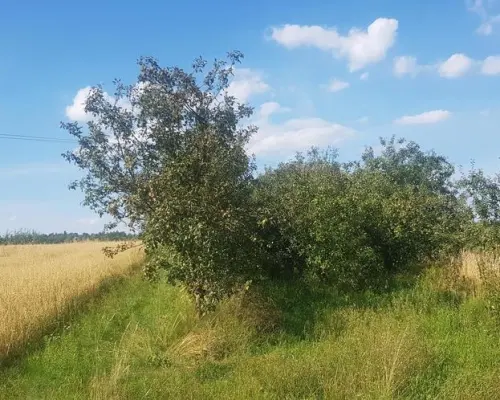 Atrakcyjne siedlisko 53 ar ziemi pod Kazimierzem