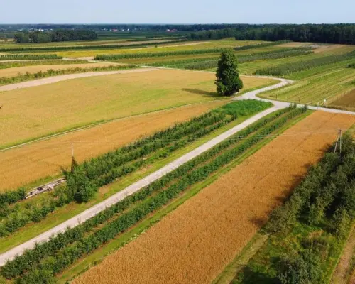 Atrakcyjne siedlisko 53 ar ziemi pod Kazimierzem