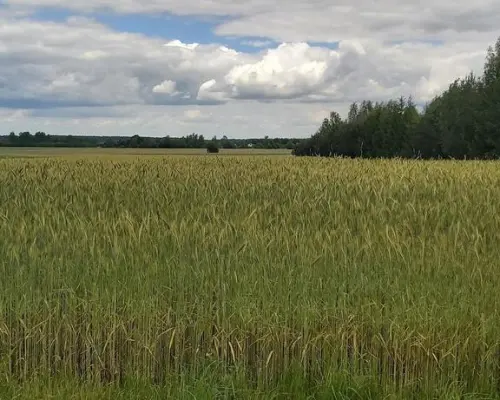 Piękna działka budowlana w Starościnie!!!
