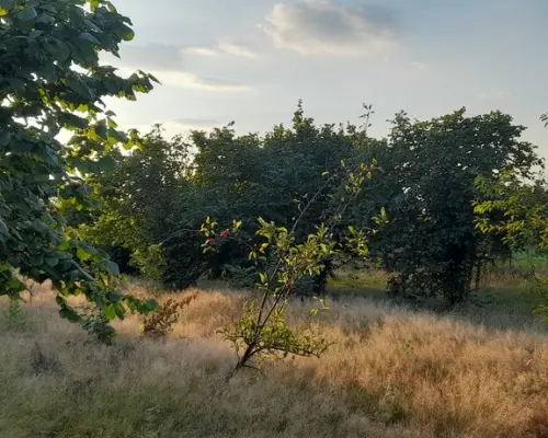 Ładna, uzbrojona działka pod lasem-33a-Wilczopole