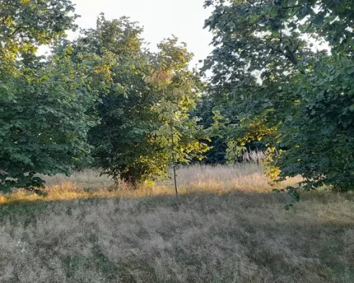 Ładna, uzbrojona działka pod lasem-33a-Wilczopole