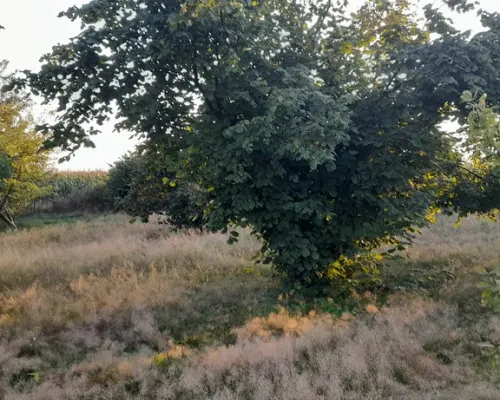 Ładna, uzbrojona działka pod lasem-33a-Wilczopole