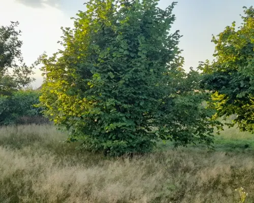 Ładna, uzbrojona działka pod lasem-33a-Wilczopole