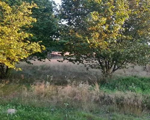 Ładna, uzbrojona działka pod lasem-33a-Wilczopole