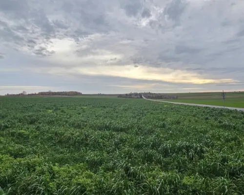 Działka, Zalesie, Wilkołaz, 11 ar, budowlana