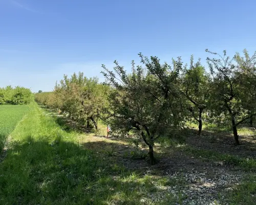Działka rolno-budowlana w Kamieniu Kolonii.