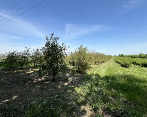 Działka rolno-budowlana w Kamieniu Kolonii.