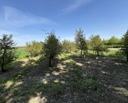 Działka rolno-budowlana w Kamieniu Kolonii.