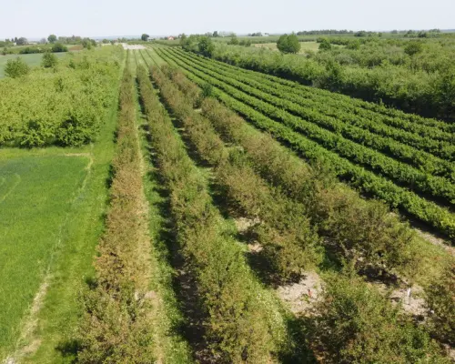 Działka rolno-budowlana w Kamieniu Kolonii.