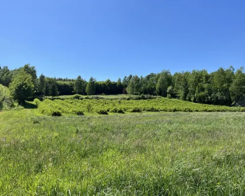 Działka 3580 m2 w Kazimierzu Dolnym 4 km od rynku.