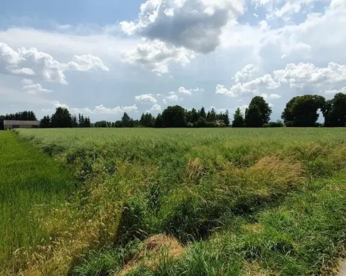 Piękna, duża działka w spokojnej okolicy - Pólko