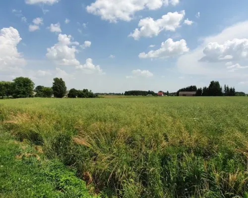 Piękna, duża działka w spokojnej okolicy - Pólko