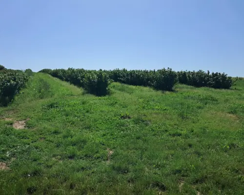Gm. Rybczewice - Częstoborowice -siedlisko - 20ar