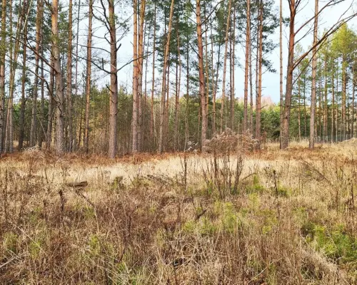 Działka 8500 m2, Jurowce