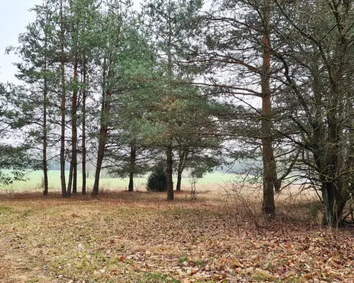 Działka 1743 m2, Pieńki