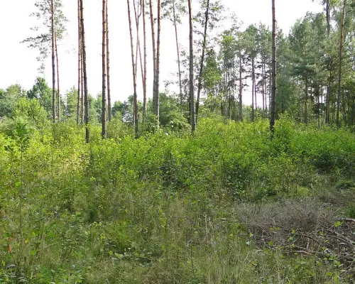 Budowlano - rolna 1,04 ha. Pod miastem