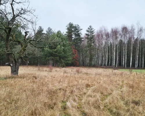 Działka 1900 m2. Pieńki