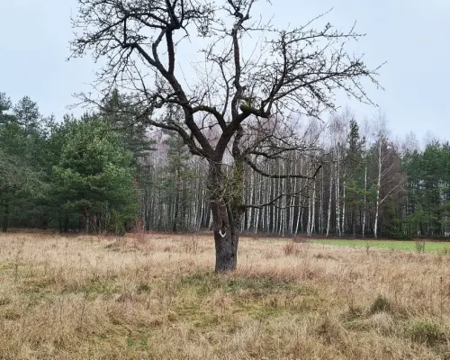 Działka 1900 m2. Pieńki