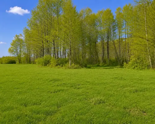 Działka rolno-budowlana 2,5 ha. Nowosiółki