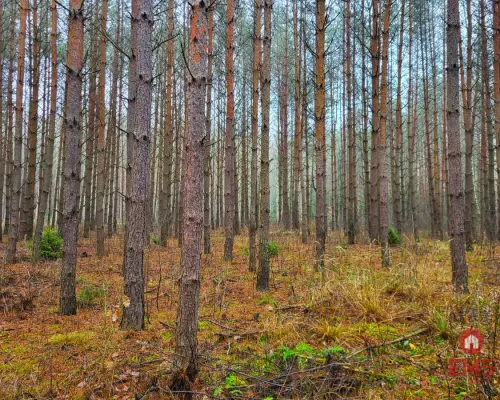 Zadbane działki leśne