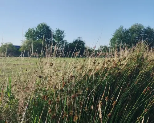 Działka na sprzedaż w Modliszowie gm.Świdnica