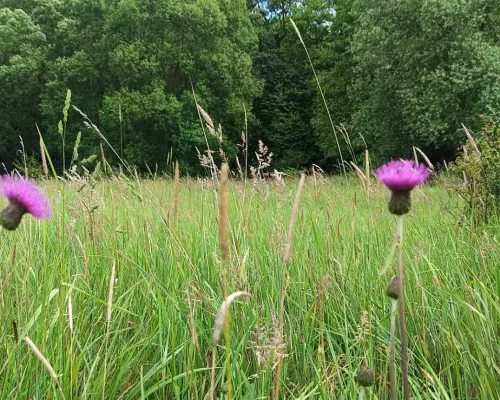 Wyjątkowa działka pod zabudowę mieszkaniową!