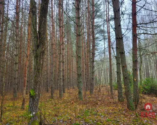 Zadbane działki leśne