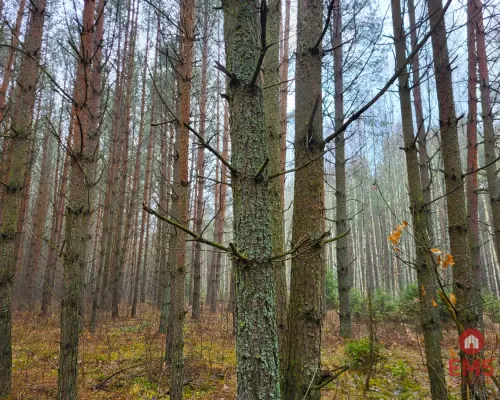 Zadbane działki leśne