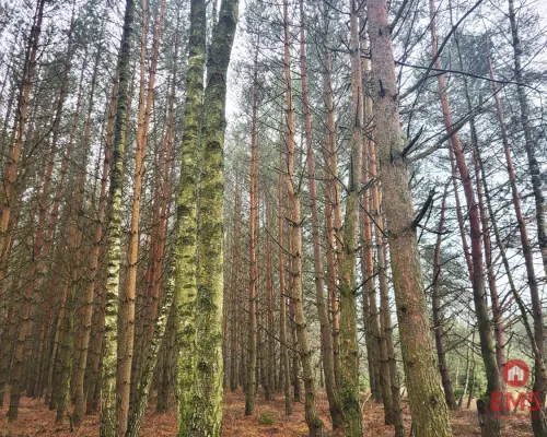 Zadbane działki leśne