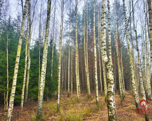 Zadbane działki leśne