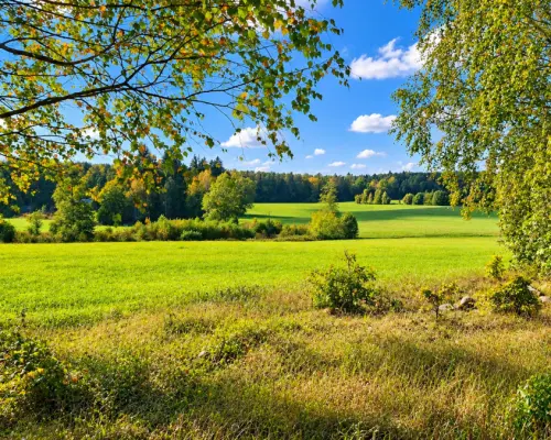 Działka pod lasem. Łubianka